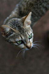 Naklejka na ściany i meble beautiful brown cat with green eyes in stone ruins of angkor wat
