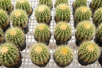 Group of Golden barrel cactus colleting and nursery in greenhouse. Golden barrel cactus is popular for ornamental plant in contemporary garden designs.