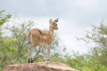 Naklejka na ściany i meble Klipspringer antelope standing on a rock, Kruger National Park, South Africa 
