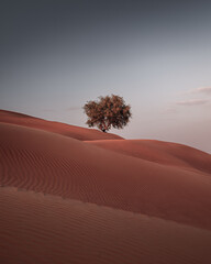 tree in the desert dunes