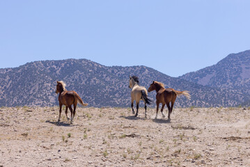 Wild Horses in Summer in the Utah Desert