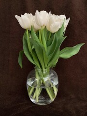 Bouquet of tulips in a glass vase. Spring white flowers isolated on brown. White tulips on a dark background.