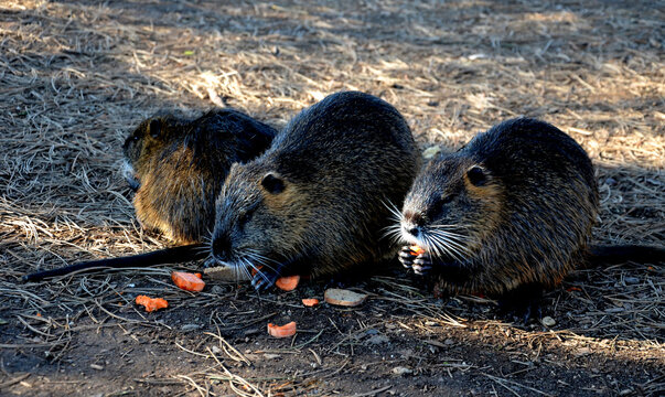coypu released into the wild is kept near large cities where people feed them leftovers from the kitchen. strengthening the banks with stones or willow rods can undermine the burrows