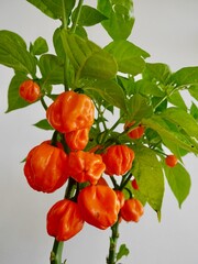 Bahamian goat pepper plant against white wall on balcony. Vertical.