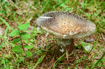 Poisonous mushroom on the forest ground - toadstool