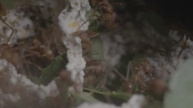 Leaf cutter ants inside nest taking care of fungae and cutting tiny leaves