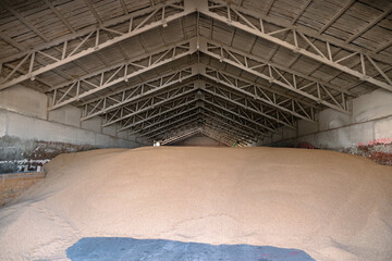 Piles of wheat grains at mill storage or grain elevator. The main commodity group in the food...
