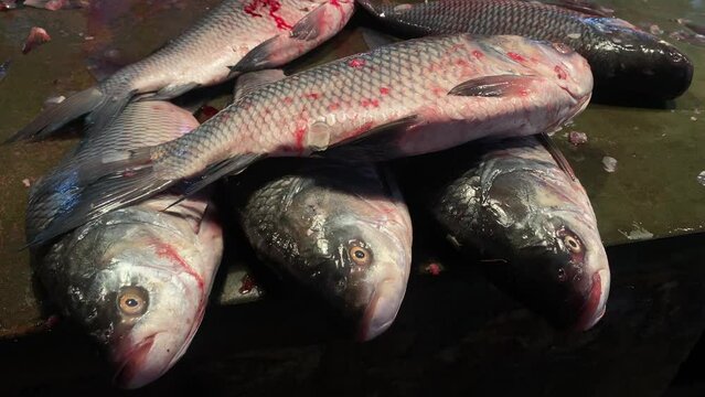Cinematic video of fresh and raw rohu fishes being sold at a street market in the Jadu babu bazaar area of Kolkata, West Bengal, India