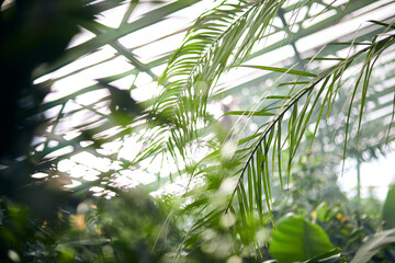 Fototapeta na wymiar Exotic trees and plants under a roof in a greenhouse. Maintaining the climate for thermophilic plants in the botanical garden. Beautiful spring background.