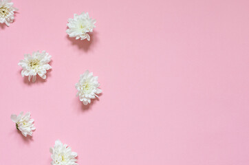 Fototapeta na wymiar White chrysanthemum flowers frame on the pink background. Copy space