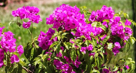 Fototapeta premium Photography of beautiful plants in the garden.