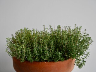 Thyme plant in terracotta pot against white wall on balcony.