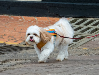  shih tzu dog walking on the street, on a leash