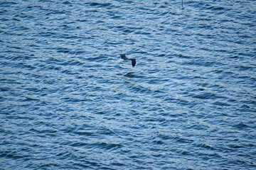 Vuelo a ras del mar