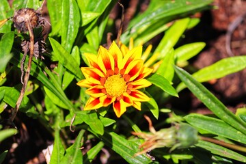 Photography of beautiful plants in the garden.