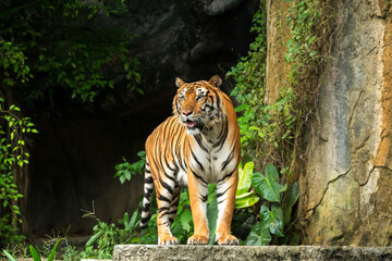 Indochinese Tiger standing in front of tunel of forest; Panthera tigris corbetti coat is yellow to light orange with stripes ranging from dark brown to black