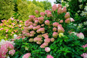 Beautiful hydrangea flowers in a garden.Hydrangea paniculata - a genus of shrubs from the hydrangea family