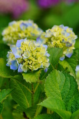  Hydrangea flowers - Hydrangea macrophylla - Beautiful bush of  in a garden 