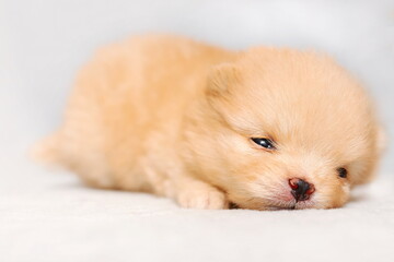 Sleepy little puppy of pomeranian  spitz breed dog of cream color