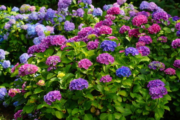  Hydrangea flowers - Hydrangea macrophylla - Beautiful bush of  in a garden 