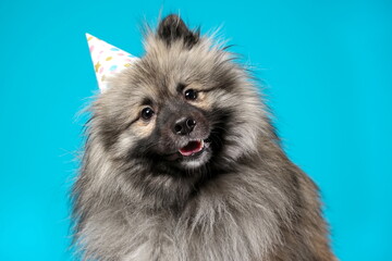 Curious wolf spitz or keeshond breed dog wearing bithday hat on blue background