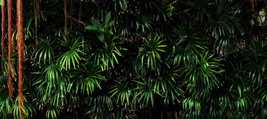 Naklejka na ściany i meble Tropical green leaf