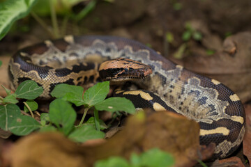 Borneo short-tailed blood python snake (Python curtus breitensteini)
