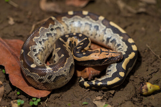 Borneo short-tailed blood python snake (Python curtus breitensteini)
