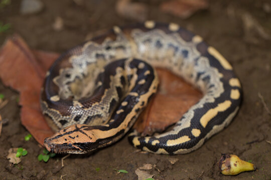 Borneo short-tailed blood python snake (Python curtus breitensteini)
