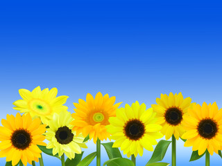 青空と沢山の向日葵のイラスト