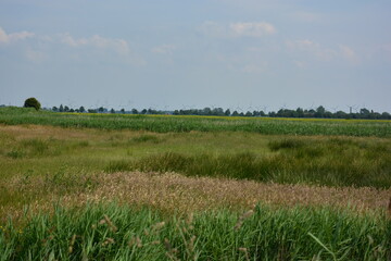 Fototapeta premium Landschaft Wiesen in Ostfriesland bei Pilsum