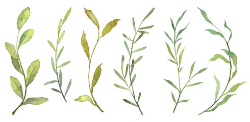 Obraz premium Set of watercolor hand painted green leaves on twigs isolated on white background. Realistic botanical objects. Hand drawn botany plants