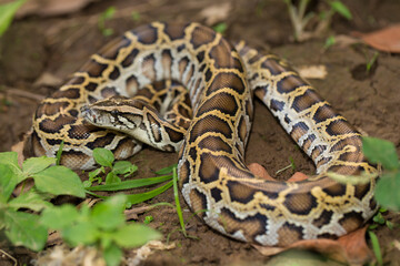 Snake Burmese Python molurus bivittatus
