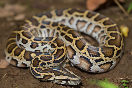 Snake Burmese Python molurus bivittatus