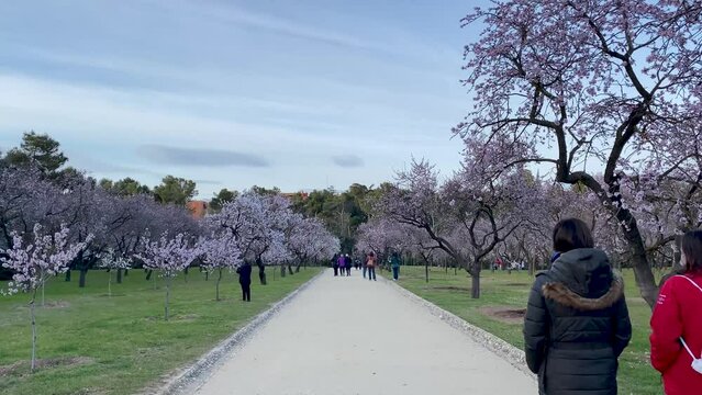 Cherry trees in bloom in a central park in the city of Madrid. A beautiful flowery picture of the white trees of the capital of Spain. Park of the Quinta de los Molinos Madrid.