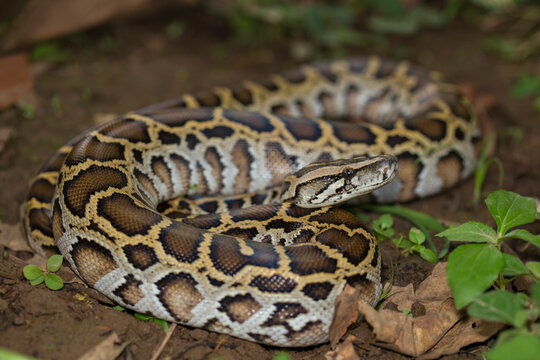 Snake Burmese Python molurus bivittatus
