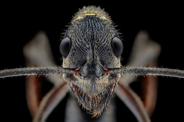 close up a ant head