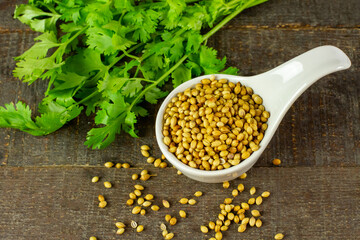 Coriander seeds on white bowl with green leaf on rustic wooden background. Coriander seeds are a food ingredient and medicinal herbs.