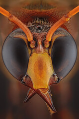 close up of a bee