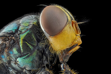 close up of a flies