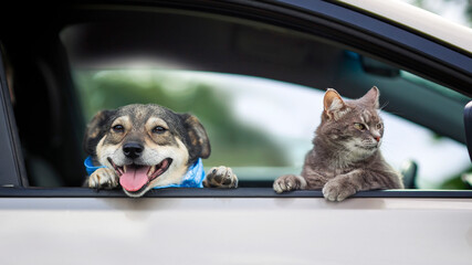 fluffy friends cat and a cheerful dog look out of the window of a passing car