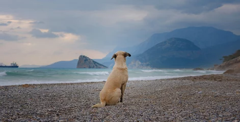 Foto auf Alu-Dibond antalya, turkey, winter walk by the mediterranean sea. Rear view of lost dog alone on smooth wet beach looking out to sea under blue sky with grey storm clouds © YURII Seleznov