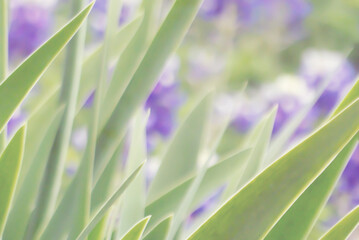 soft focus iris leaves and bluebonnets cropped abstraction