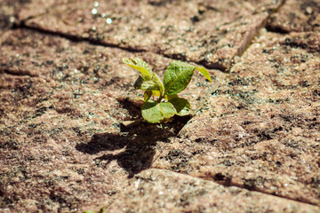 a small plant breaks through the paving stones, granite stones surround a young blade of grass that radiates an incredible desire for life, the sun shines warmly in spring