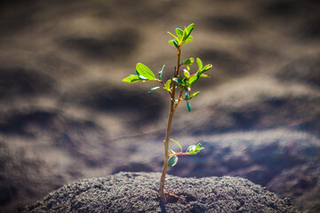 a small plant breaks through the ground, black earth surrounds a young blade of grass that radiates...