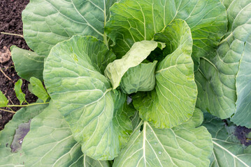 Green fresh cabbage maturing heads growing in the farm field. Cabbage garden. Fresh eco green cabbage. Organic farming. Closeup, top view. Agriculture. Healthy food, cultivation of cabbage