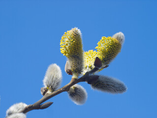 Spring background. Willow bud on blue sky background. Macro of willow branch with yellow catkins flower. Easter plant background. Fluffy buds. Minimalist floral concept. Willow tree.