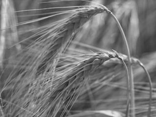 Macro of ripe rye ears. Golden rye spikes growing on field. Agriculture harvest. Countryside background. Grain for rye flour. Agribusiness. Corn, straw, cereal. Black and white photo
