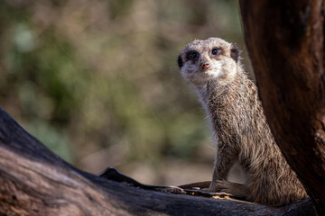 a meerkat watching from behind a tree branch