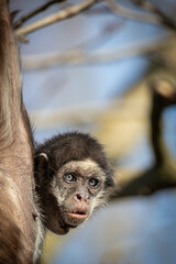 spider monkey hanging from a tree